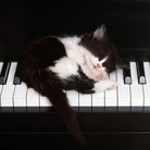 cat sleeping piano kitten