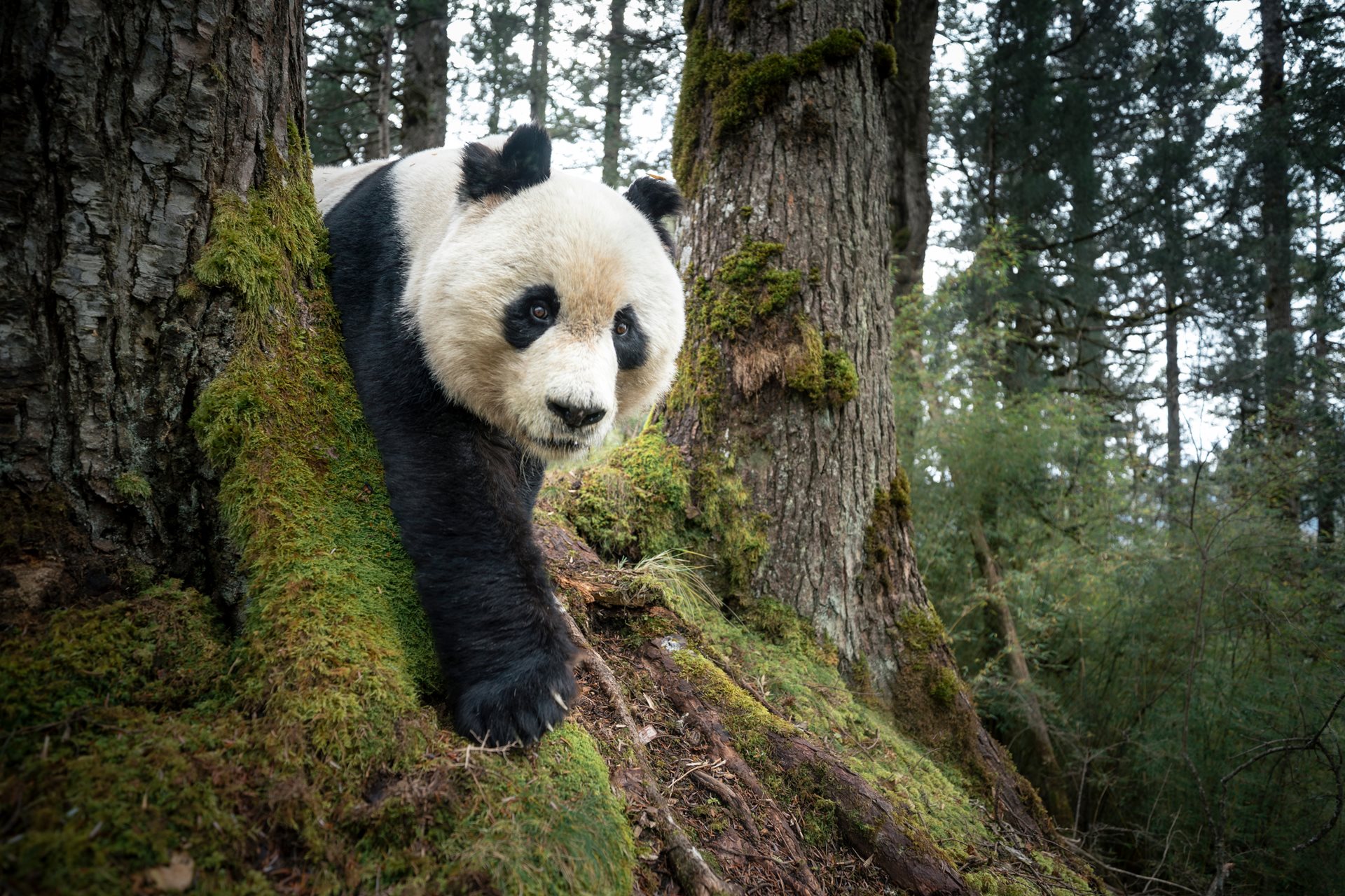A wild giant panda is captured by a camera trap in the Wanglang National Nature Reserve in Sichuan, China. This image serves as vital proof of the species&rsquo; continued presence in one of China&rsquo;s most critical conservation areas.&nbsp;